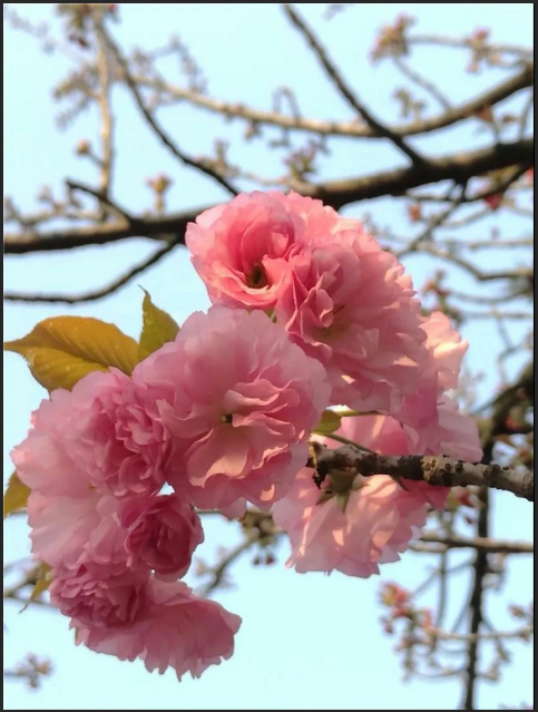 g1/2019/04/02/1554186421505.png image.png